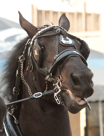 Horses at State Fair